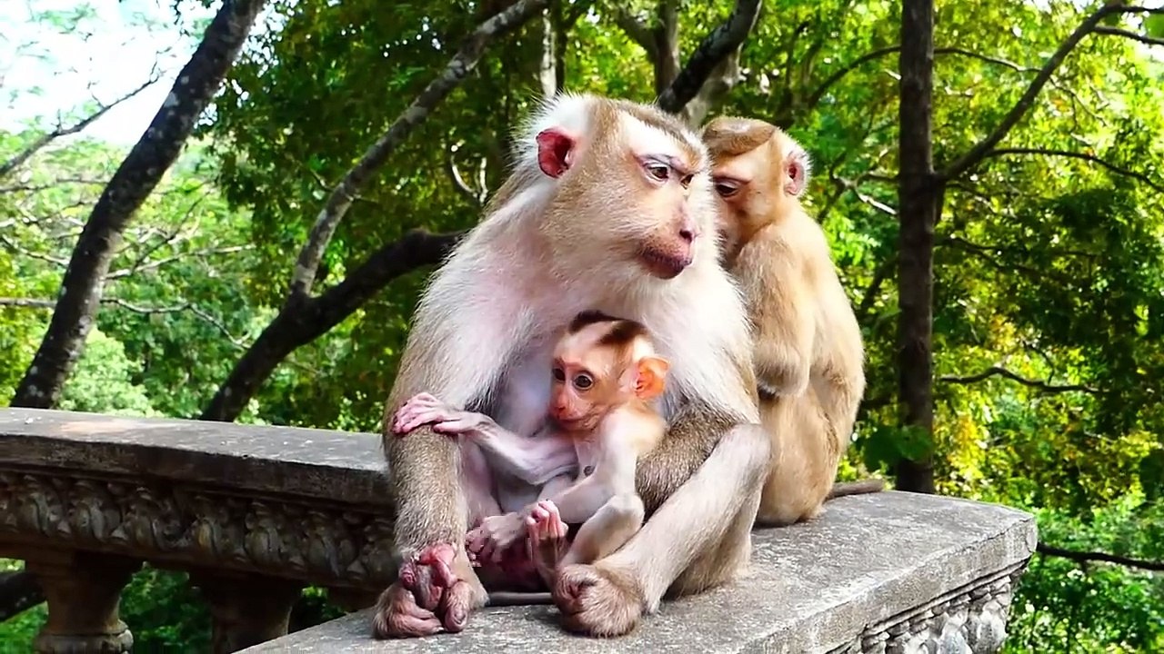 Look Super To See Adorable Rozy Mother Takes Cares Both Of Son Rocky And Rockstar (720p_25fps_H264-192kbit_AAC)