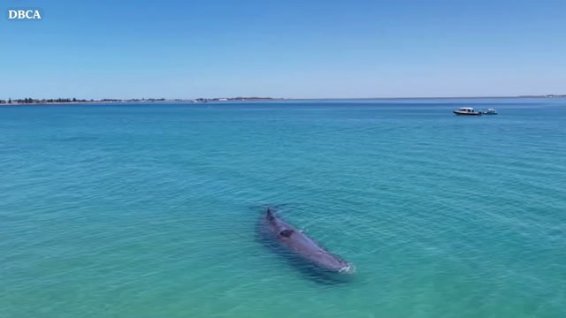 Beachgoers touch whale straying ‘dangerously close’ to shore