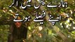 Shayri | Best poetry In Urdu And Hindi | Noushi Gilani | Weird Stories #viral #trending #poetry #status
