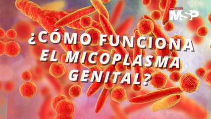 ¿Cómo funciona el micoplasma genital? - #EspecialMSP