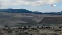 Sosyal medya bu videoyu konuşuyor! Orman memurlarının domuz sürüsü mücadelesi