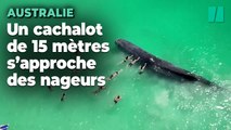 En Australie, une baleine s’est approchée très près de la plage et ce n’est pas une bonne nouvelle