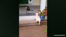 CATS AND DOGS Awesome Friendship - Funny Cat