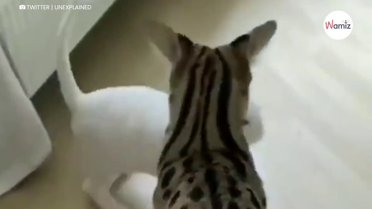 Katze trifft auf Serval: Die Reaktion der Wildkatze ist absolut verblüffend (VIDEO)