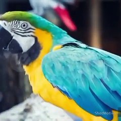 _لتحقيق_شروط_اليوتيوب_الربح_السريع فيديو مناظر طبيعية بدون حقوق طبع ونشر Hiquality_without_copyrigt_(360P)