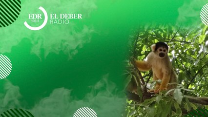 Una investigación periodística denuncia la deforestación en San Carlos