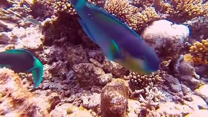 Cydo - Ecstasy (Rawanne X Olanna  Remix, Oliver Dam - Shaolin