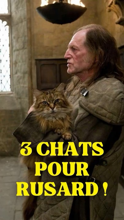 3 chats pour Rusard dans HARRY POTTER