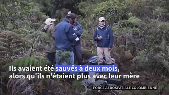 Colombie : deux ours des Andes transférés dans un sanctuaire