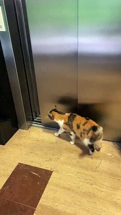 Adorable Multicolored Cat Takes Ride in Elevator