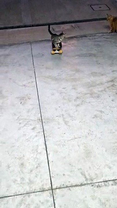Fearless Skater Kitten