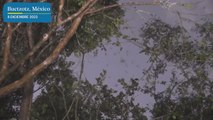 La plaga de langostas en Yucatán