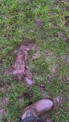 Wagging Tail Makes Mud Angels