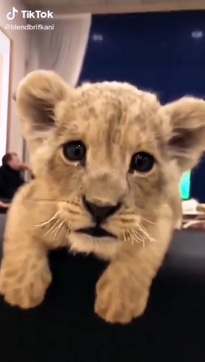 A little lion's roar