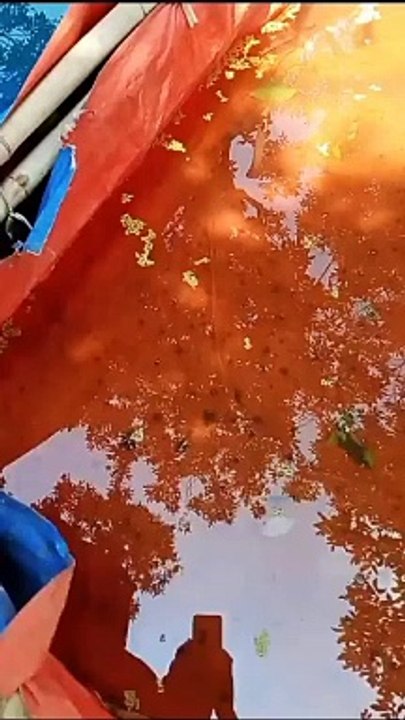 Cek larva lele Setelah diberi pakan cacing sutera