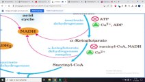 REGULATION DU CYCLE DE KREBS + NEOGLUCOGENESE