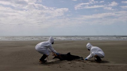 브라질 조류인플루엔자 물개 등 900여 마리 폐사 / YTN