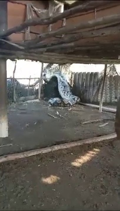 اضخم ثعبان تم اكتشافه في الهند