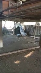 اضخم ثعبان تم اكتشافه في الهند