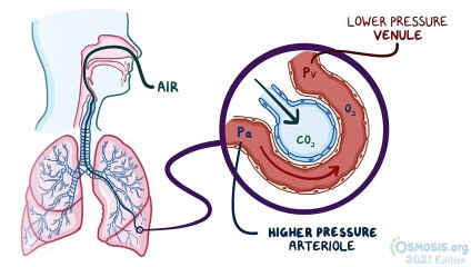 Osmosis 2022   Zones Of Pulmonary Blood Flow
