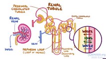 Regulation Of Renal Blood Flow (Nephrology)