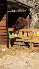 مره كوسه وقعت من الدور الرابع قالت اااااه انا إتأورت#shorts #fany_song #fanyvideo