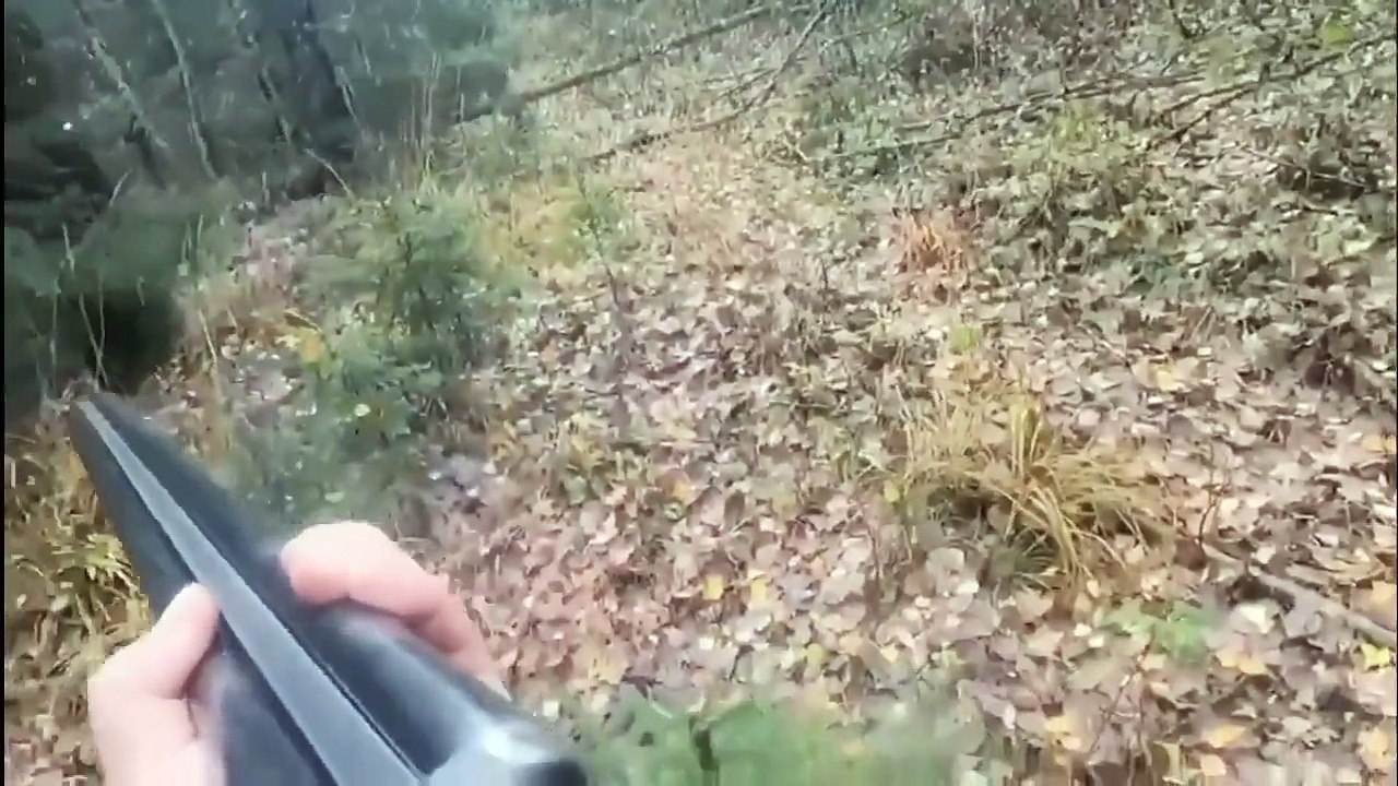 Unexpected encounter with a bear