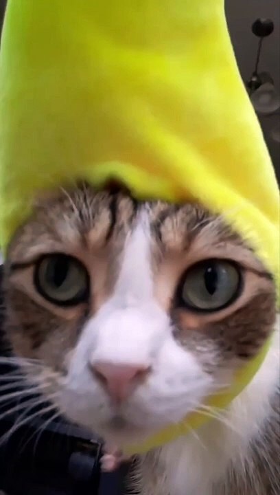 Funny cat dog animals compilation 9 animal videos on Instagram Tiktok