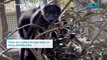 Black-and-white ruffed lemurs born at Altina Wildlife Park