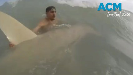 Man tows 3.6-metre hammerhead out to sea