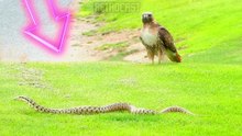 Times Animals Messed With The Wrong Opponent