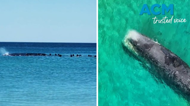 Sperm whale beached on Rockingham sandbar