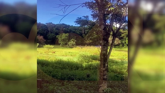 Subaru passeia tranquilamente entre capivaras no Lago Municipal