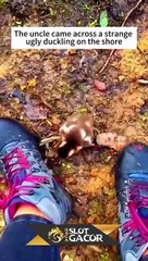awalnya memang bebek biasa,waktu udah gede, pemiliknya kebingungan,soalnya..._ #shorts #short