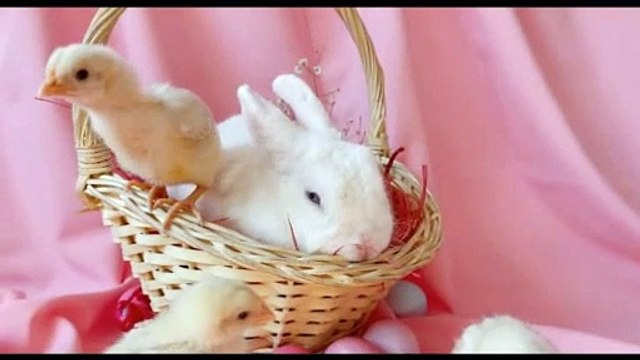Just a daily dose of pupper rabbits love, 4k video HD
