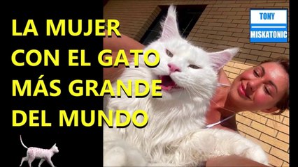 EL GATO MAS GRANDE DEL MUNDO