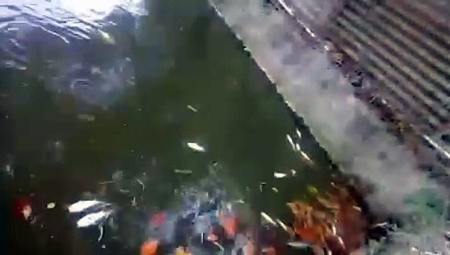 Kendala budidaya ikan lele saat musim redup