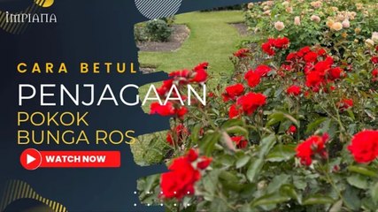 Cara Betul Penjagaan Pokok Bunga Ros