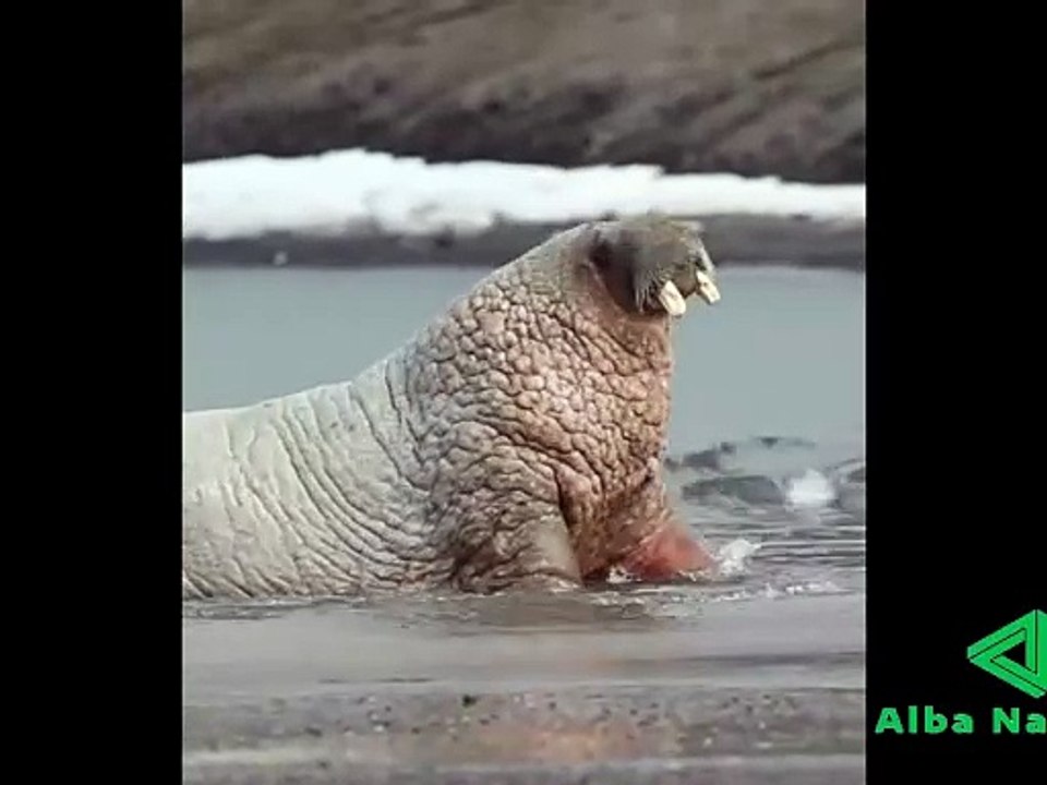 Lucunya Walrus saat bermain