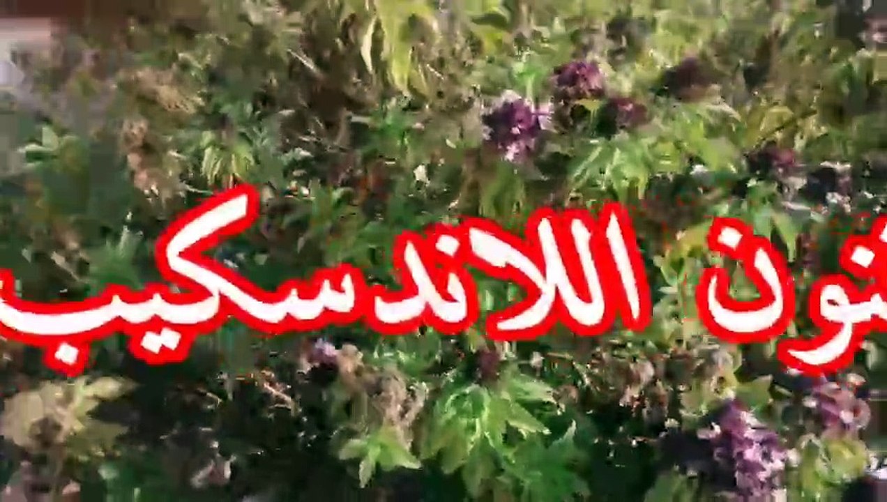 ياترى ايه هي مشاكل تربية نبات الريحان؟