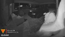Clever Dog Rings Doorbell to Get Back Inside Caught on Vivint Camera | Doorbell Camera Video