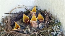 Pigliamosche di nido. Muscicapa -  Giugno 2020