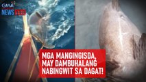 Mga mangingisda, may dambuhalang nabingwit sa dagat! | GMA Integrated Newsfeed