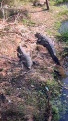 सर्द ऋतू में गुनगुनी धूप का आनंद लेते मगरमच्छ