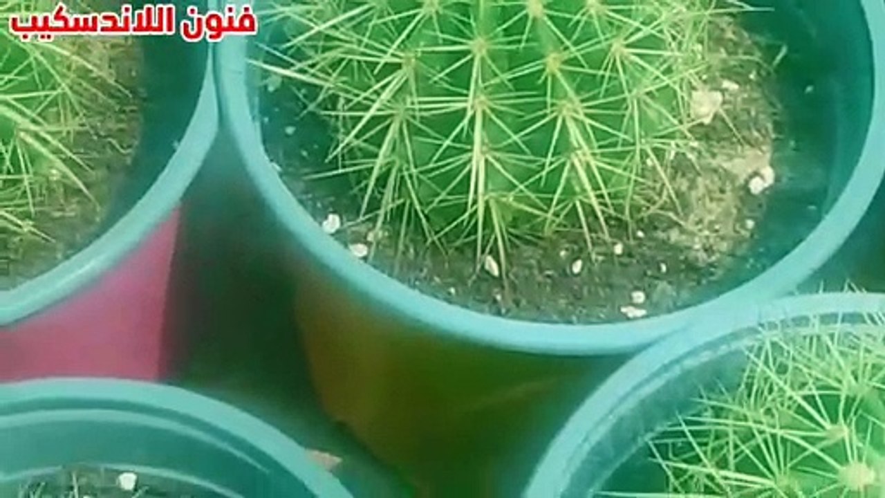 نباتات ممكن تعيش بدون رعايه