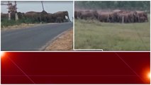 దూసుకొస్తున్న Elephants .. Chandrababu నియోజకవర్గంలో ఉత్కంఠ | Telugu Oneindia