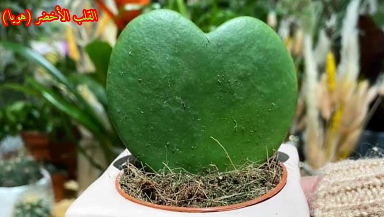نبات الهويا كيري (القلب الأخضر) How To Care For Hoya kerrii