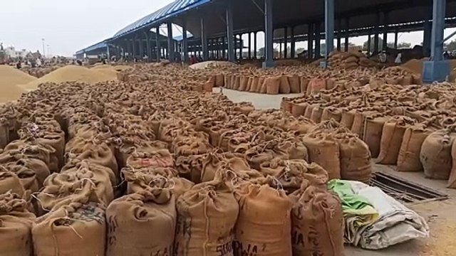 Video : कुंवारती कृषि उपज मंडी में धान की आवक घटी, दाम बढ़े
