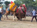 Balıkesir'de deve güreşi sezonu açıldı: 250 deve kıyasıya güreşti
