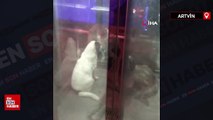 Artvin'de mahalle asansörünü mesken tutan köpekler